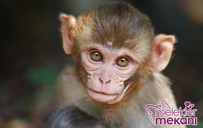yavru-maymun.JPG