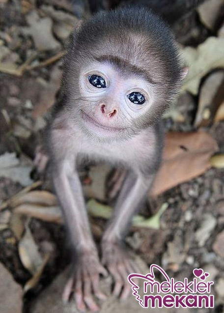 Yavru-Maymun-resmi.JPG