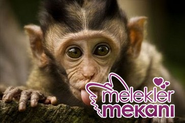 yavru_maymun.JPG