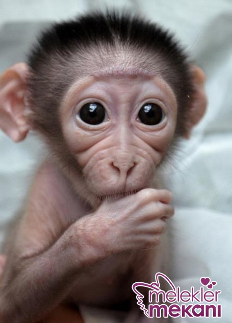 yavru_maymun_63257.JPG