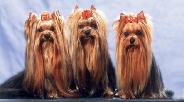 yorkshire terrier (1).jpg