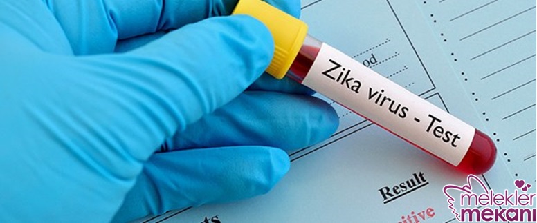 zika virüsü.jpg
