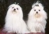 1113646735maltese_1.jpg