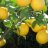 limon_limon