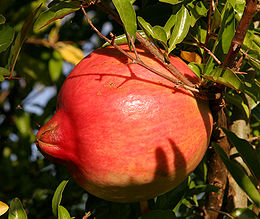 260px-pomegranate_fruit-5996.jpg