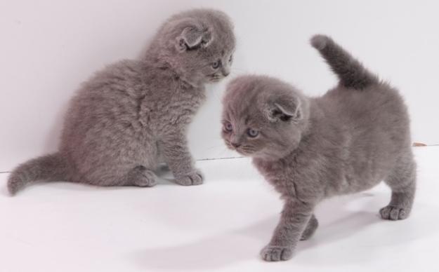70785652_1-scottish-fold-yavru-kedileri-merkez-2942.jpg