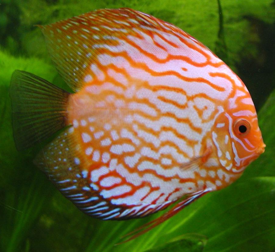 Blue-discus,-Symphysodon-aequifasciatus-with-color-variation-36.jpg