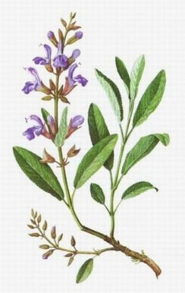 adacayi-1795.jpg