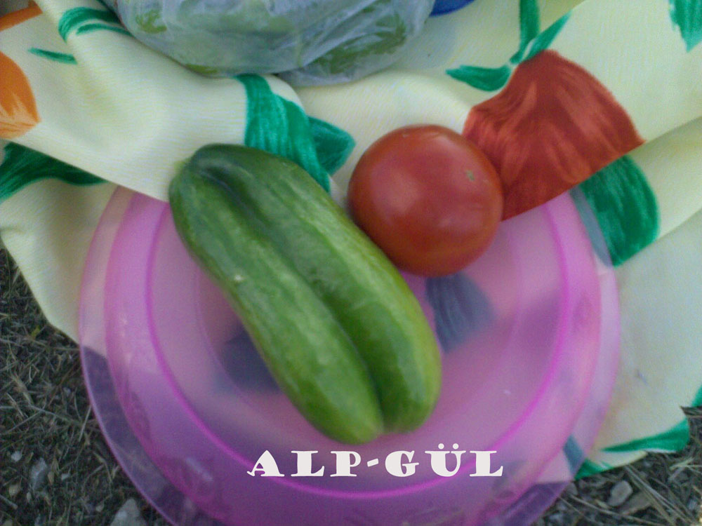 alpgull-1188.jpg