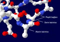 aminoasitler-76.jpg