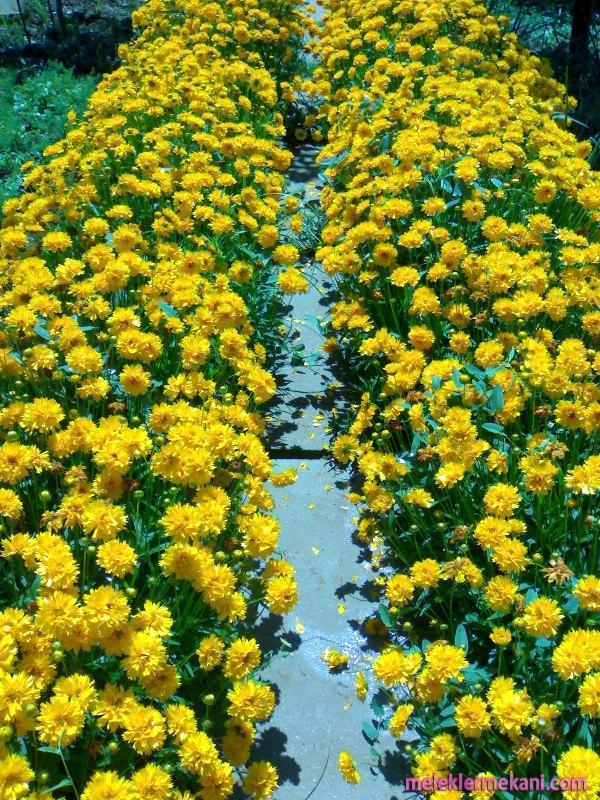 anamurdaki-cilgin-sari-cicekler-7192.jpg