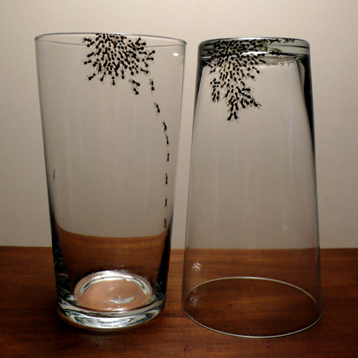ants3li5-9094.jpg