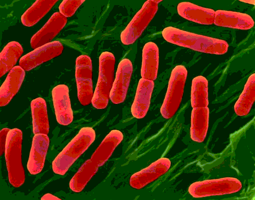 bakteri-2c3.gif