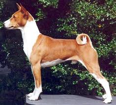 basenji-2b0.jpg