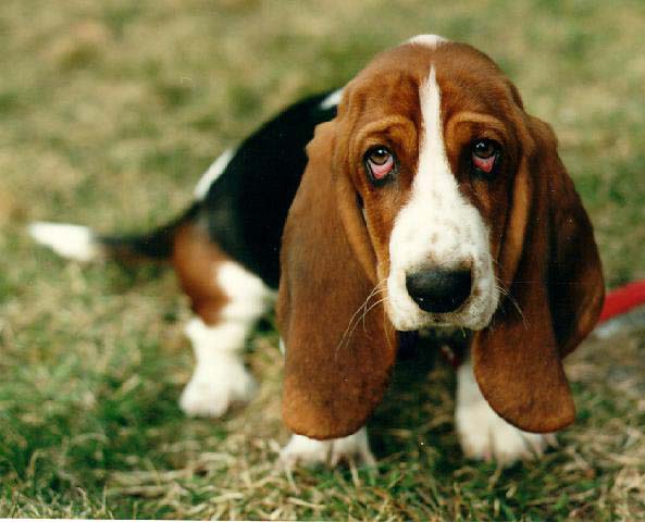 basset-hound-123.jpg