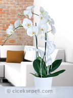 beyaz%20orkide-269.jpg