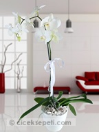 beyaz%20orkide2-391.jpg