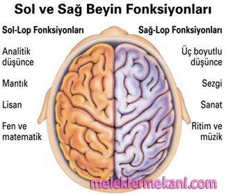beyin-fonksiyonlari-3431.jpg