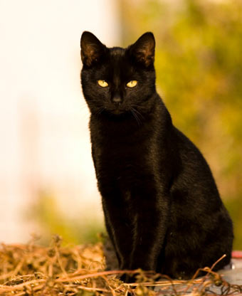 black-cat-1927.jpg