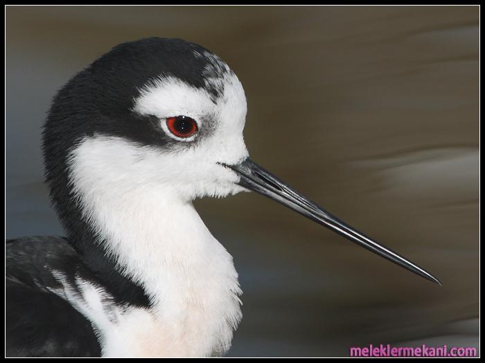 blackneckedstiltportraitt4-8343.jpg