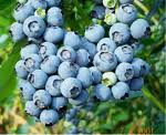 blueberry-122.jpg