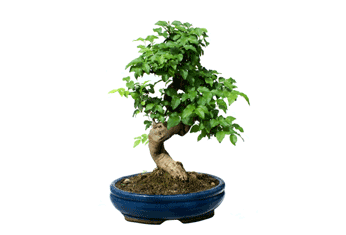 bonsai1-1ab.gif