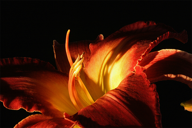 cicek2-9944.jpg