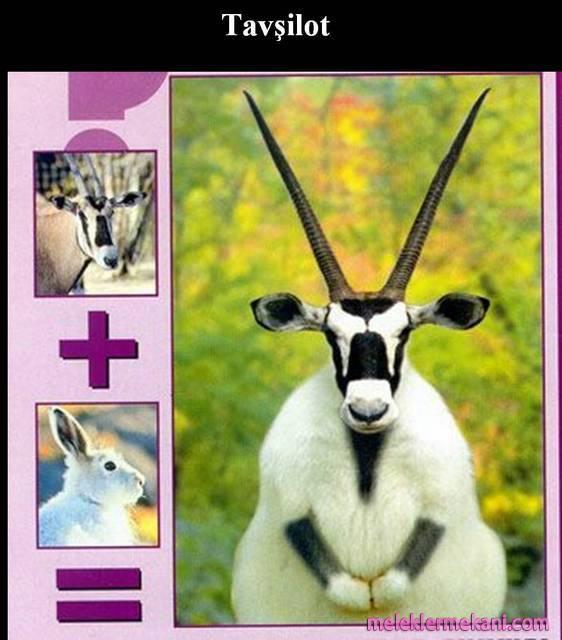 ciflesen-hayvan-resimleri3-9100.jpg