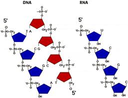 dna_rna-2b8.jpg