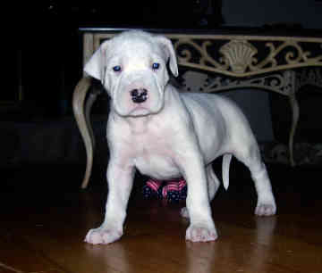 dogo+argentino-368.jpg
