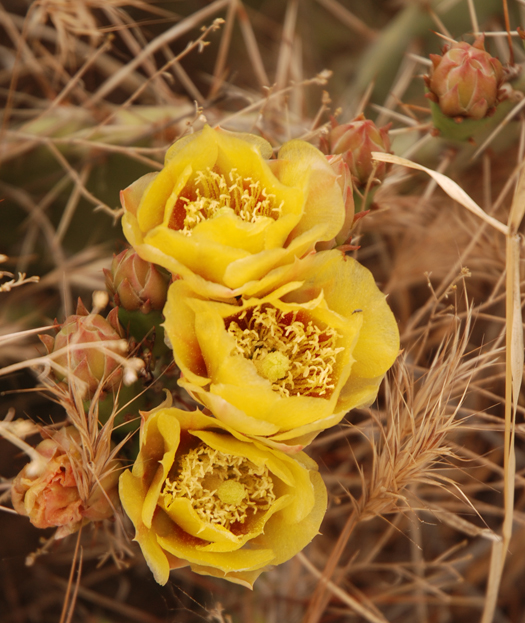 dsc_0052-prickly-pear-cactus-blossoms-three-in-a-row-en-az-5099.jpg