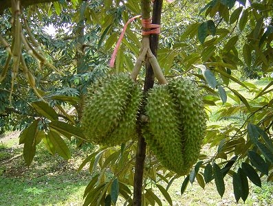 durian1-5080.jpg