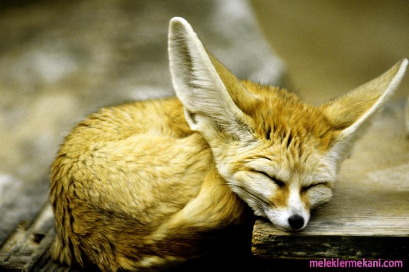 fennecfoxbyartphoto5vq-3347.jpg