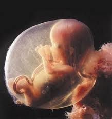 fetus-a.jpg