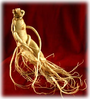 ginseng-5128.jpg
