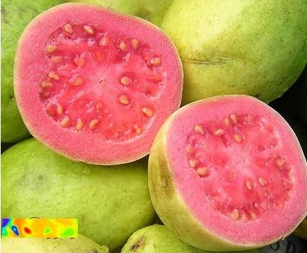 guava1-7777.jpg