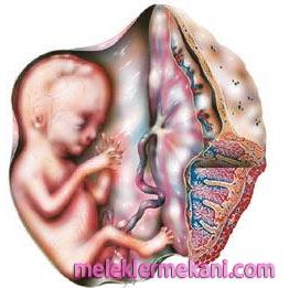 hamilelikde-dusuk-1-1028.jpg