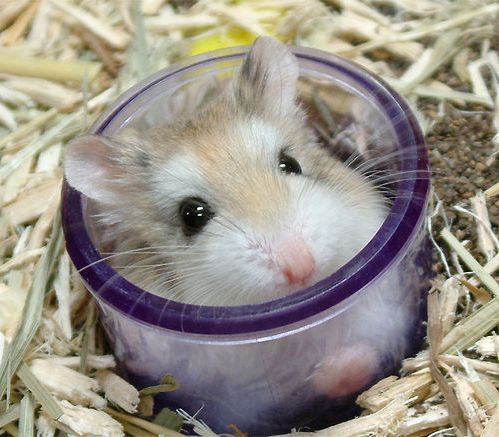 hamster_resimleri%20(1)-27.jpg
