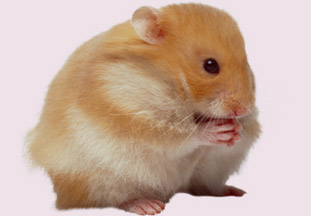 hamster_resimleri%20(2)-89.jpg