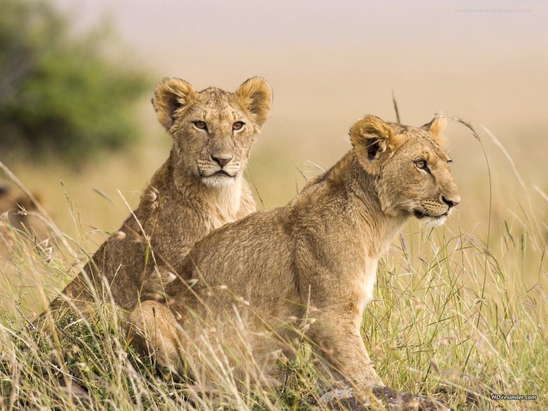 hd_aslan_yavrulari-800x600-1a9.jpg