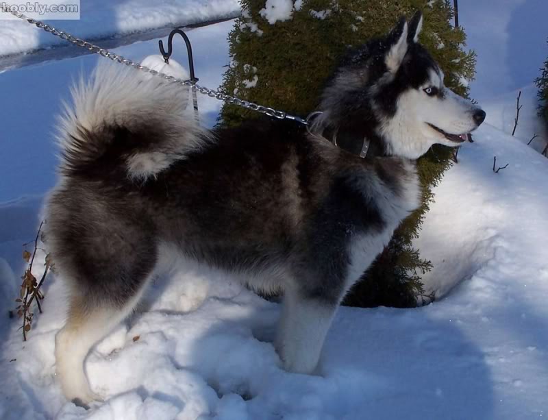 husky%20sibirmya%20kurdu-32.jpg