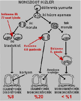 ikiz-337.jpg