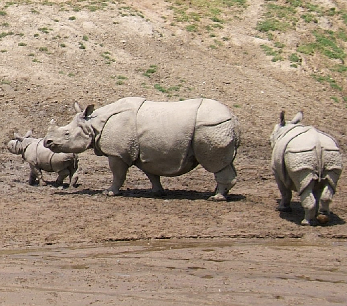indianrhinoceros-2707.jpg