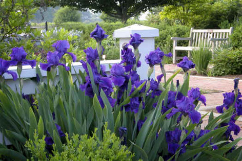 iris-1225.jpg