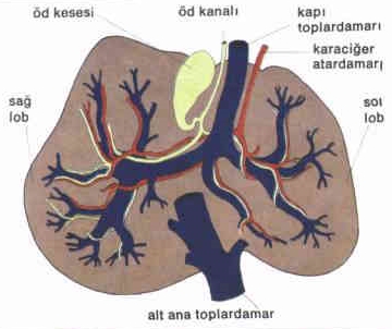karaciger-yaglanmasi1-8597.jpg