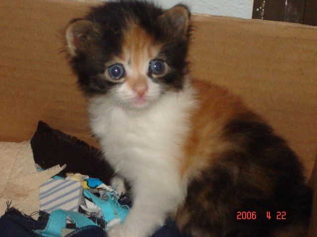 kedi-resimleri1-9575.jpg
