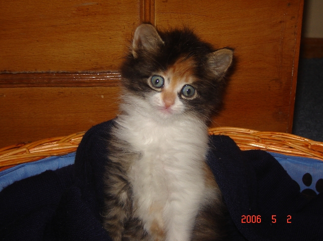 kedi-resimleri2-6228.jpg