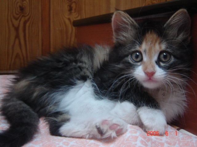 kedi-resimleri3-3789.jpg