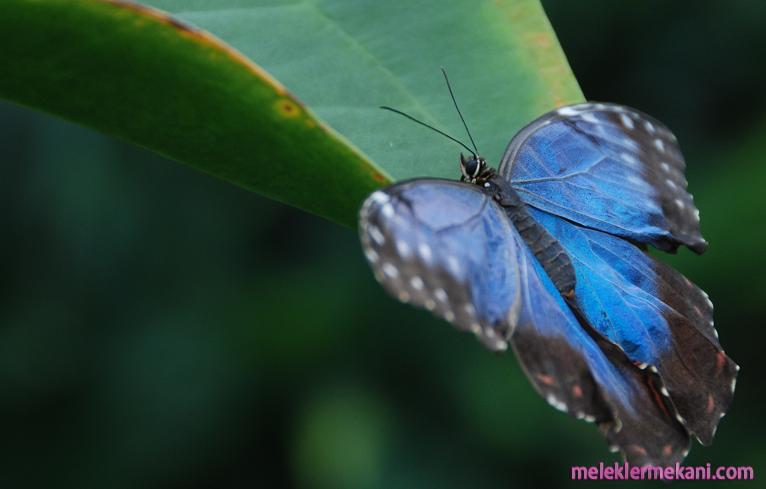 kelebek-resimleri-6617.jpg