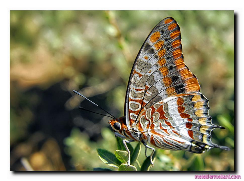 kelebek-resimleri1-2727.jpg